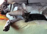 Test Es-tu plus un loup ou un chat ?
