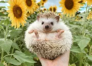 Test Quel animal devrais-tu avoir ?
