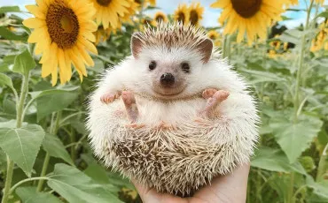 Quiz Animaux
