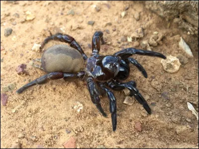 Quelle est ta phobie (si tu en as une) ?