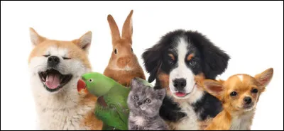 Quel animal aimerais-tu avoir ? 1