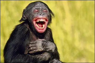 Quel rire peut-on entendre à l'armée ?