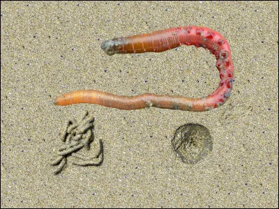 Quel est le nom de ce ver marin qui vit enfoui dans le sable des plages ?