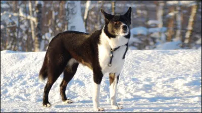 Quelle est cette race ?