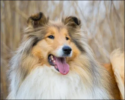 Quelle est cette race ?