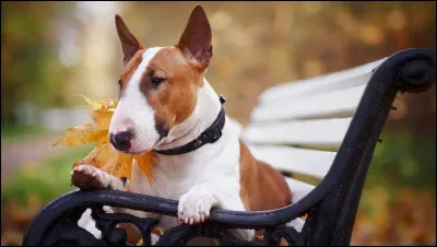 Quelle est cette race ?