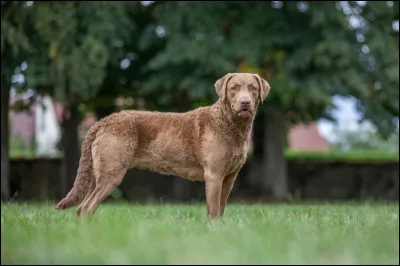 Quelle est cette race ?