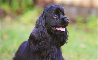 Quelle est cette race ?