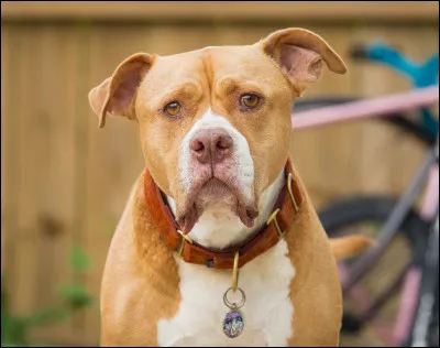 Quelle est cette race ?