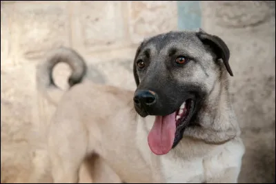 Quelle est cette race ?