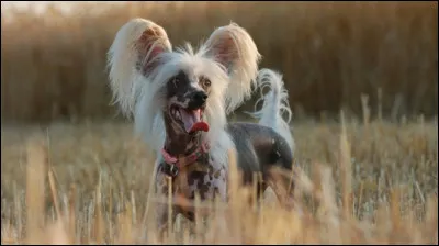 Quelle est cette race ?