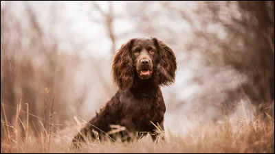 Quelle est cette race ?