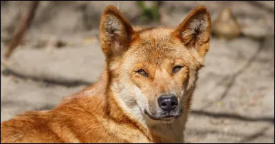 Quelle est cette race ?