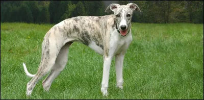 Quelle est cette race ?