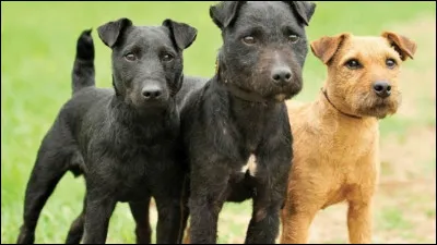 Quelle est cette race ?