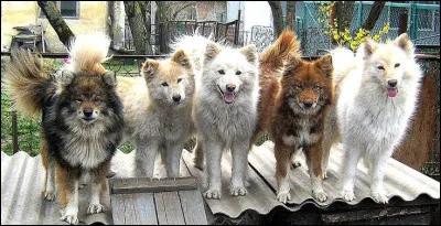 Quelle est cette race ?