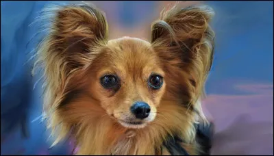 Quelle est cette race ?