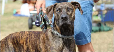 Quelle est cette race ?