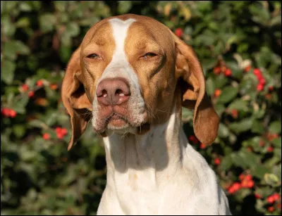 Quelle est cette race ?