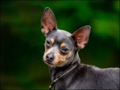 Quelle est cette race ?