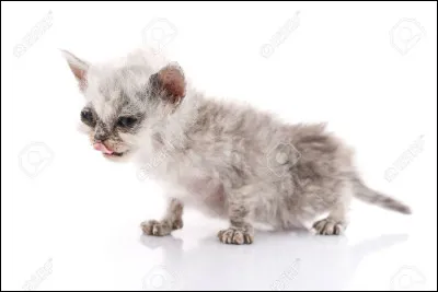 Qui a perdu sa 6e vie à cause du mal vert ?