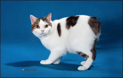 Combien de types de manx existe-t-il ?