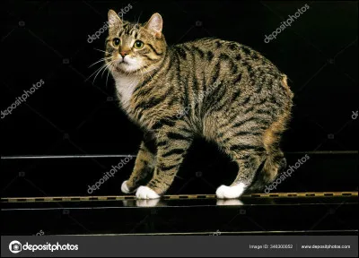 Quel est leur ordre croissant (de la plus petite queue à la plus longue queue) ?