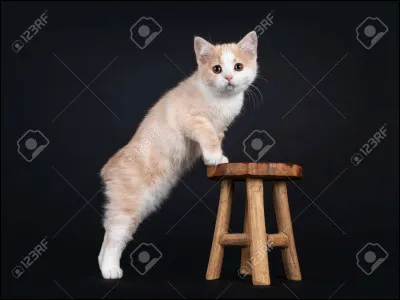 Et donc, une question se pose : effectivement, pourquoi les manx n'ont-ils pas de queue ?