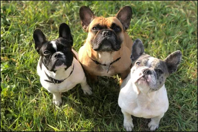 Vrai ou faux ? Sa queue bouge beaucoup.