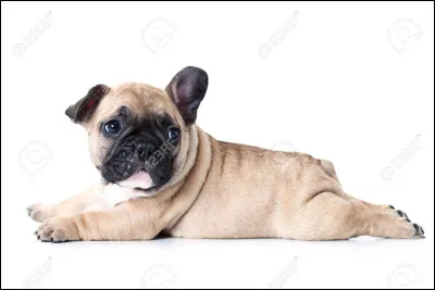 Quel est son comportement avec les inconnus ?