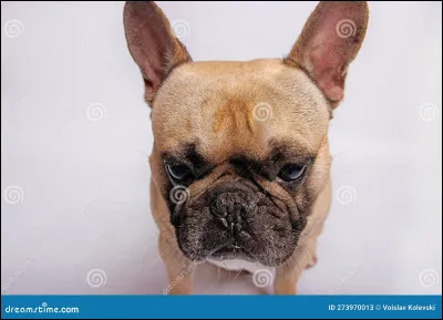 Pourquoi peu de personnes l'adoptent-il ?