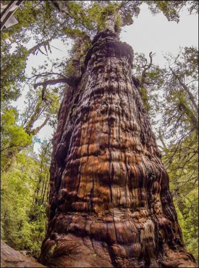 Arbre : comment se nomme cette espèce ci-contre ?