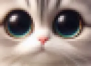 Test Lequel de ces fonds d'cran chat est fait pour toi ?