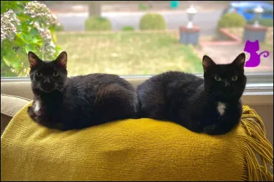 Alors... Toute première question : préfères-tu qu'il y ait un, ou plusieurs chats sur ton fond d'écran ?