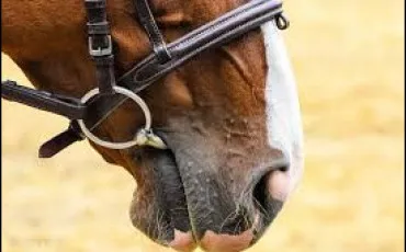 Quiz Equitation