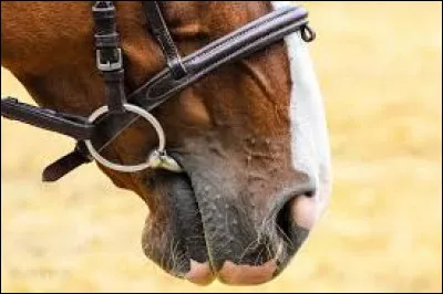 Comment s'appelle l'objet que l'on met dans la bouche du cheval ?