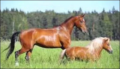 Quelle est la différence entre un poney et un cheval ?