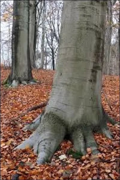 Le tronc d'arbre sur la photo est celui d'un...