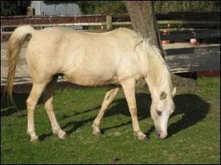 De quelle couleur est cette robe ?