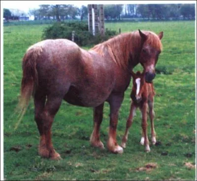 De quelle couleur est cette robe ?