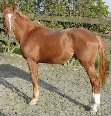 De quelle couleur est cette robe ?