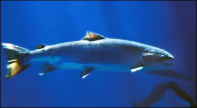 Comment s'appelle le bébé du saumon ?