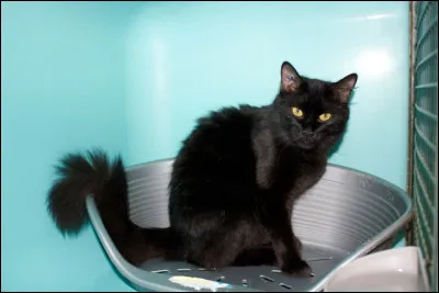 Le chat de cette photo est-il un bombay ?