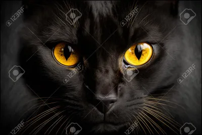 Quelle est la particularité de cette race de chats ?