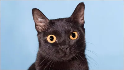 Quel est le nom de l'éleveuse qui a créé le bombay ?