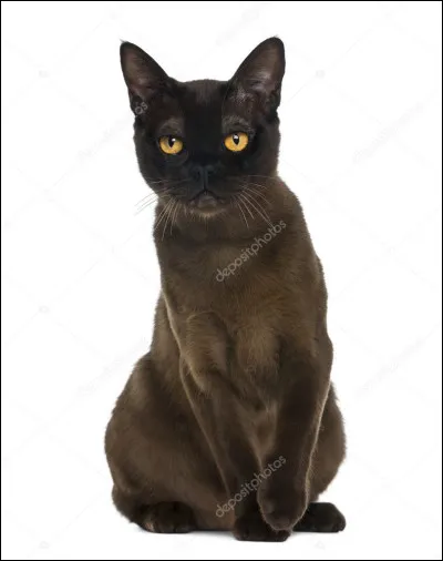 Est-ce qu'un bombay peut être brun ?