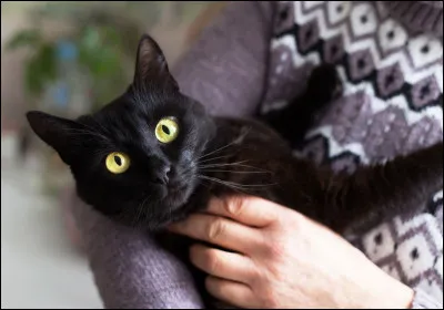 Quel est le surnom du bombay parmi ceux-ci ?