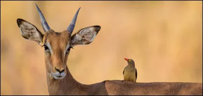 Quel est ton animal préféré ?