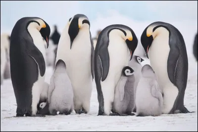 Quel est ton animal préféré ?