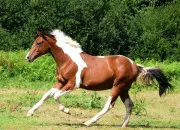 Quiz Les robes de chevaux